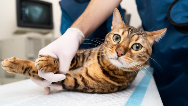 Jakie badania profilaktyczne należy wykonywać kotom?
